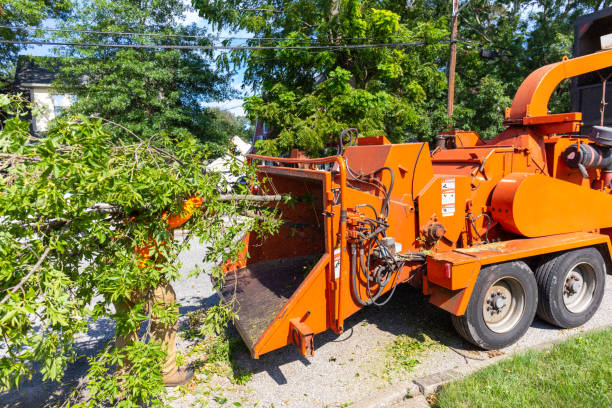 Tree Removal for Businesses in Tano Road, NM